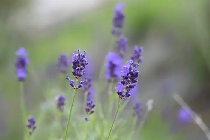 Lavande, Fleur De Lavande, Parfum, Senteur, Nature