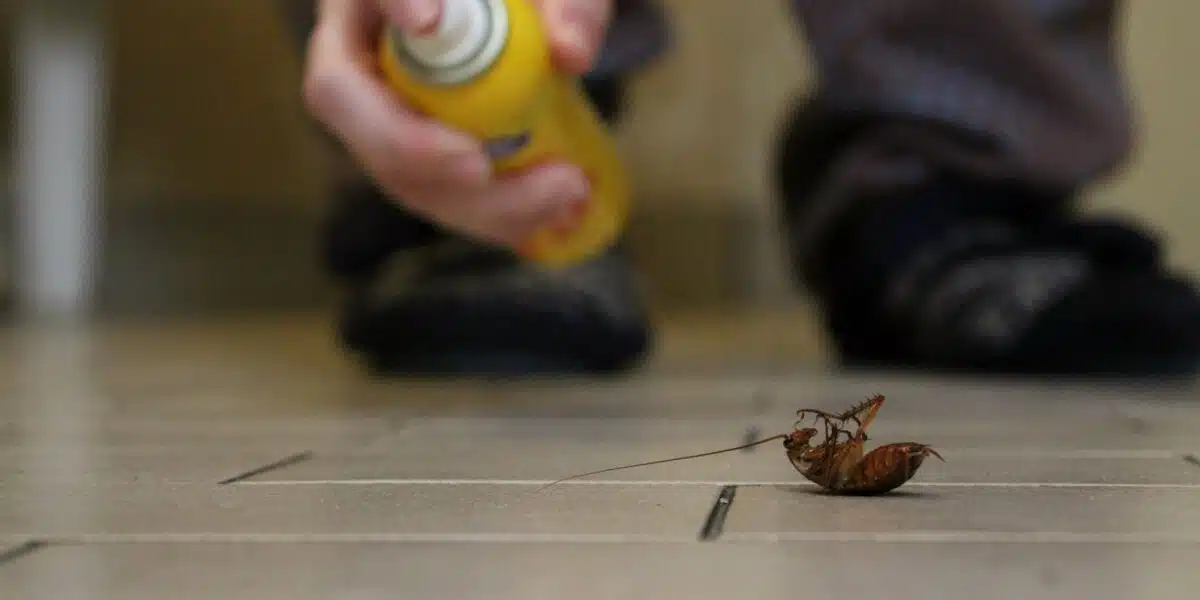 Comment se débarrasser efficacement des blattes de cuisine ?