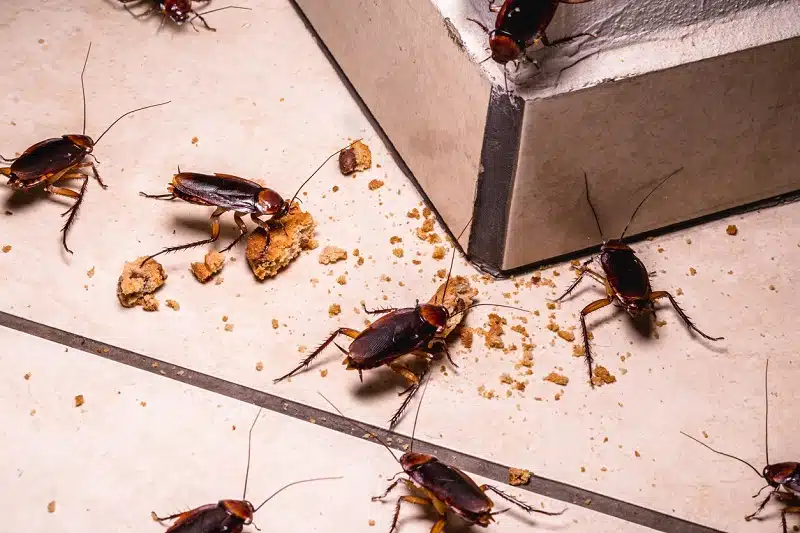 Comment se débarrasser efficacement des blattes de cuisine ?