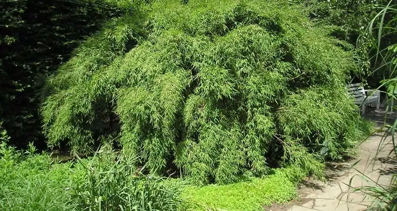 Découvrez le bambou Rufa et ses caractéristiques de plantation et floraison
