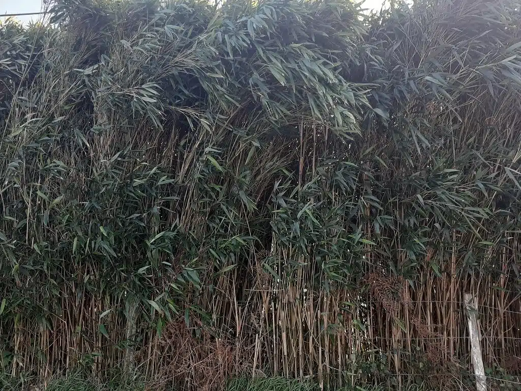 Découvrez le bambou Rufa et ses caractéristiques de plantation et floraison
