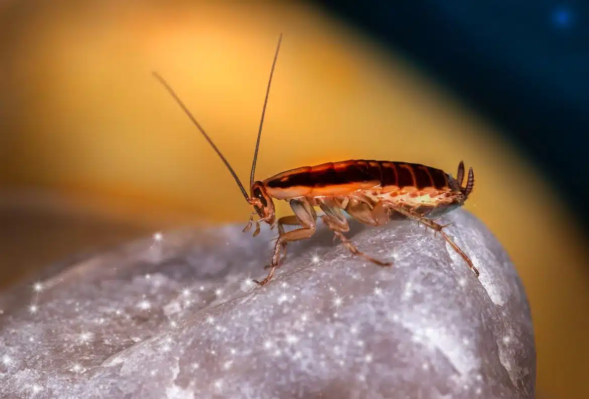 La blatte de cuisine : un insecte nuisible à éradiquer